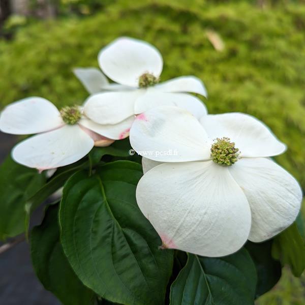 Cornus kousa Starlight (4)