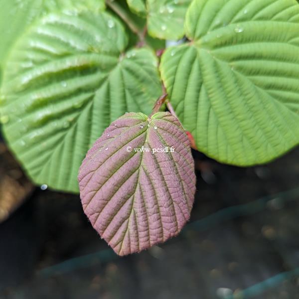 Corylopsis sinensis Spring Purple (1)