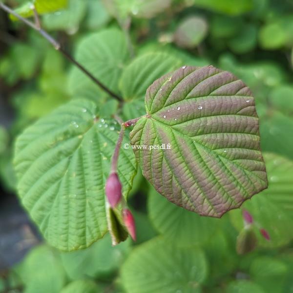Corylopsis sinensis Spring Purple (2)