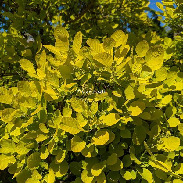 Cotinus coggygria Golden Spirit