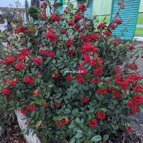 Cotoneaster lacteus