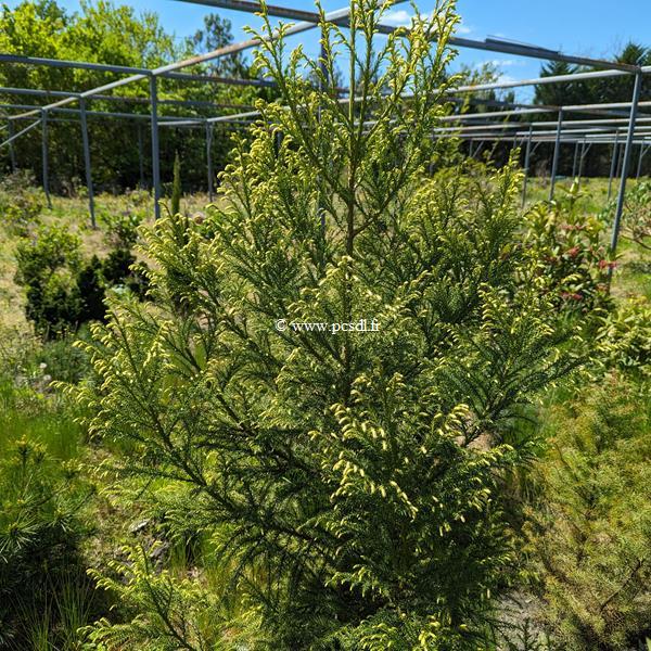 Cryptomeria japonica Sekkan Gold