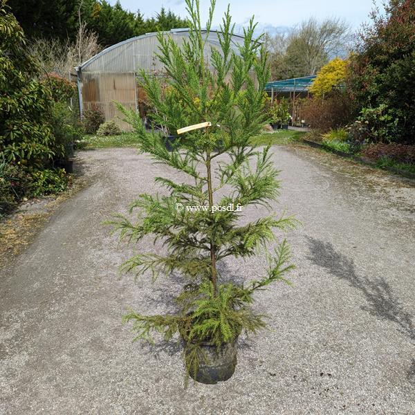 Cryptomeria japonica Sekkan Gold (2)
