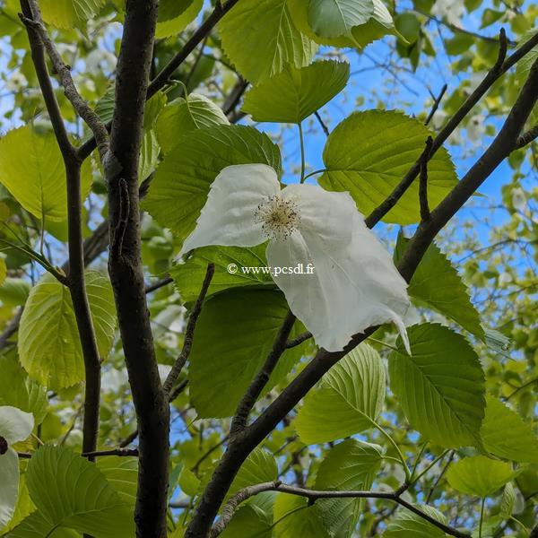 Davidia involucrata (2)