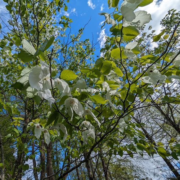 Davidia involucrata (3)