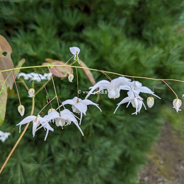 Epimedium Artic Wings (1)