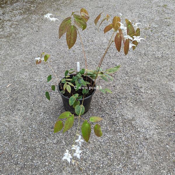 Epimedium Artic Wings (2)
