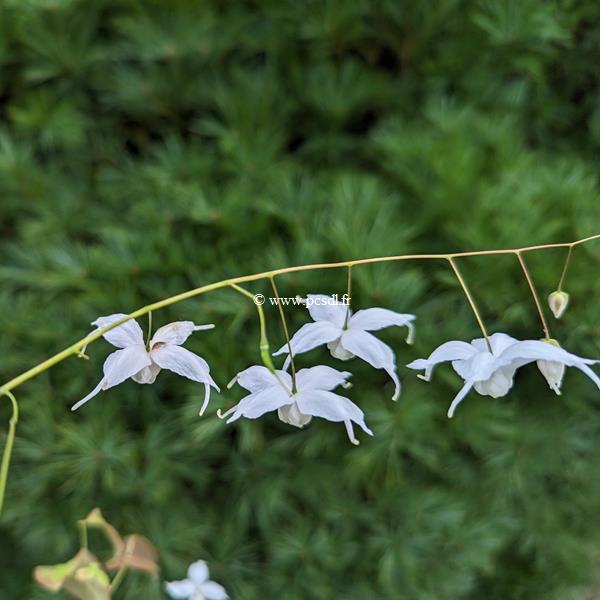Epimedium Artic Wings (3)