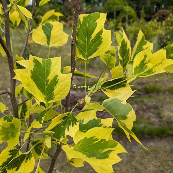 Liriodendron tulipifera Aureomarginata (1)