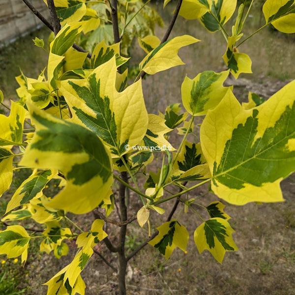 Liriodendron tulipifera Aureomarginata (2)