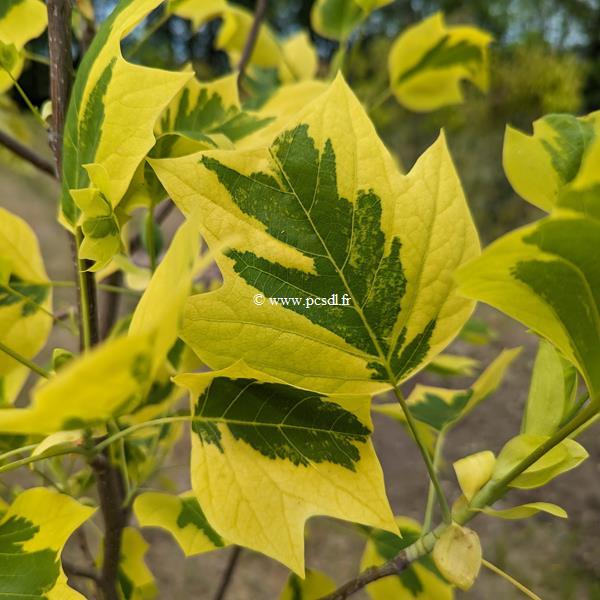Liriodendron tulipifera Aureomarginata (3)