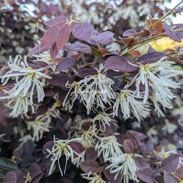 Loropetalum chinense rubrum Ruby Snow (4)