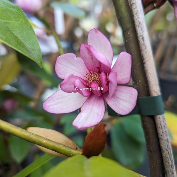 Magnolia Fairy Blush (2)