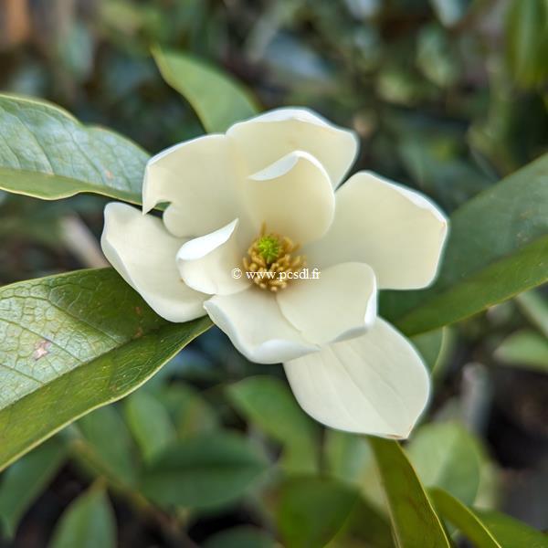 Magnolia Fairy Cream