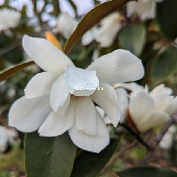 Magnolia Fairy White (3)