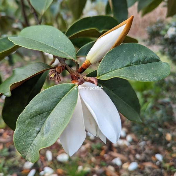 Magnolia Fairy White (1)