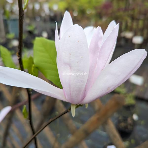 Magnolia soulangiana (2)