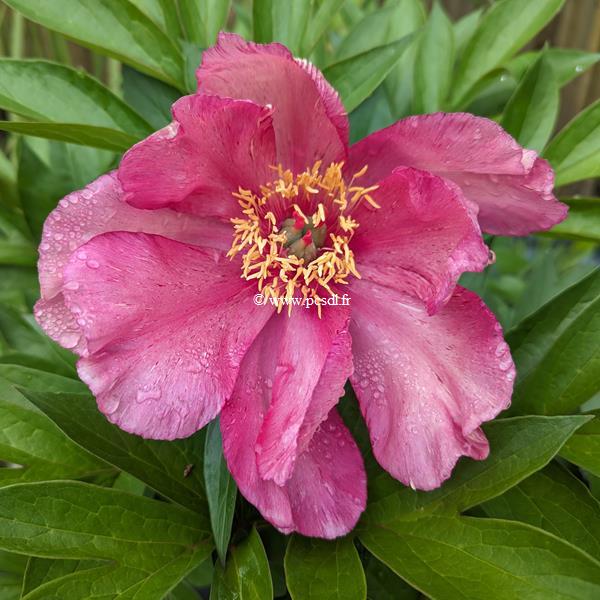 Paeonia itoh Andersons Kaleidoscope