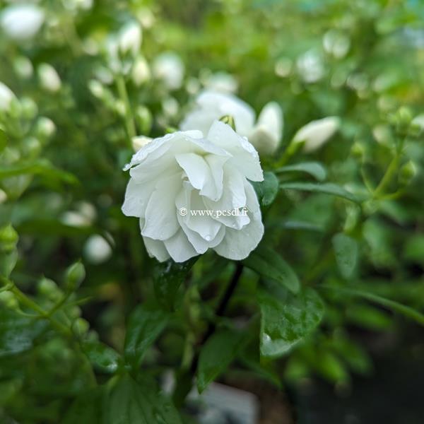 Philadelphus Little White Love (1)