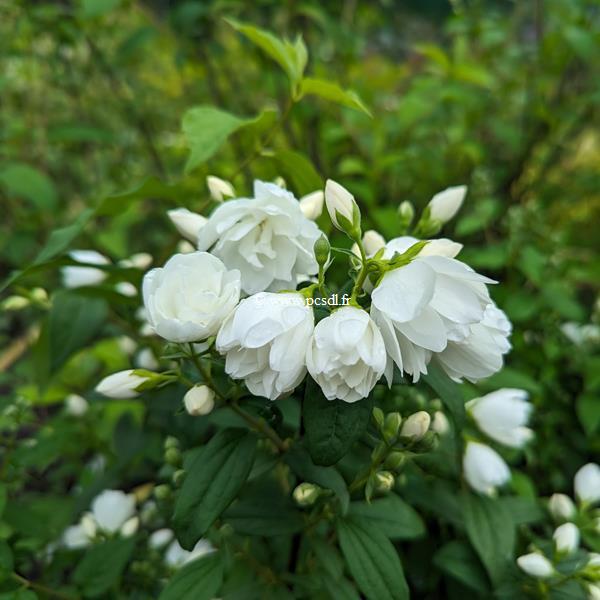 Philadelphus Little White Love (2)