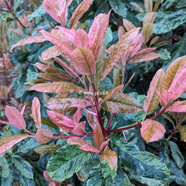 Photinia serratifolia Pink Crispy (3)