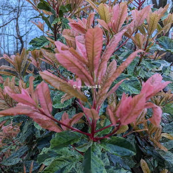 Photinia serratifolia Pink Crispy (1)