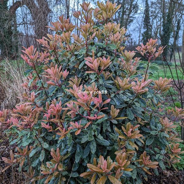 Photinia serratifolia Pink Crispy (2)