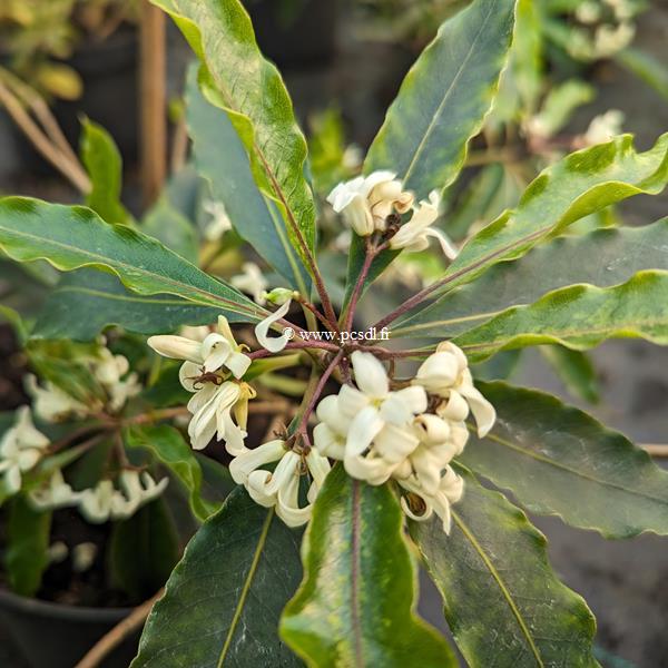 Pittosporum undulatum (2)