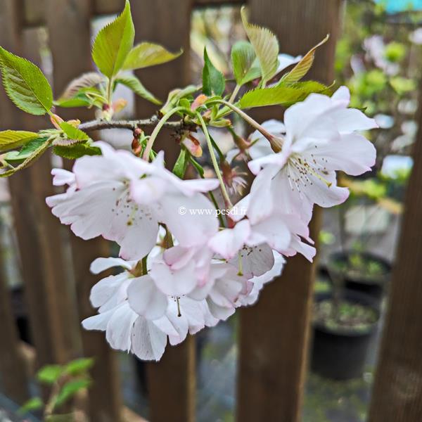 Prunus Accolade (3)