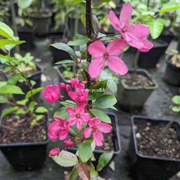 Prunus Felix Jury