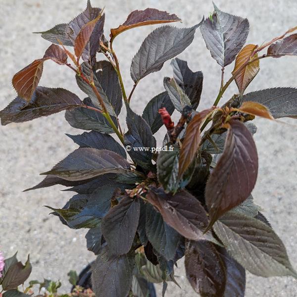 Prunus serrulata Royal Burgundy (2)