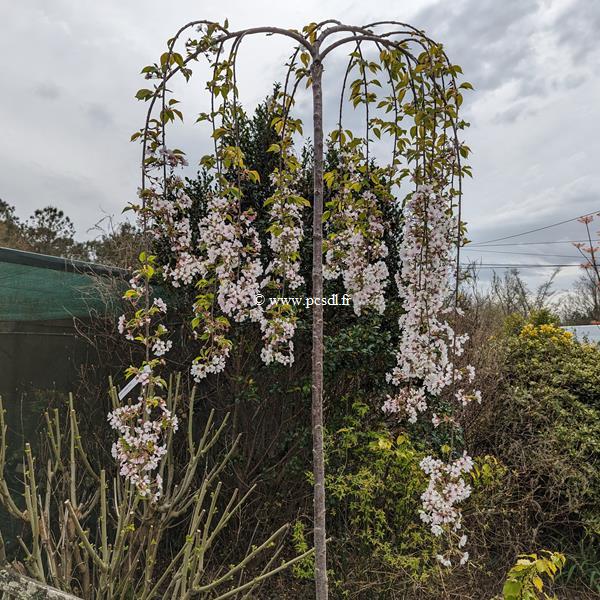 Prunus subhirtella Pendula