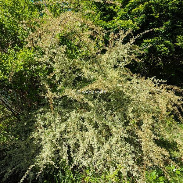Pyracantha Sparkler