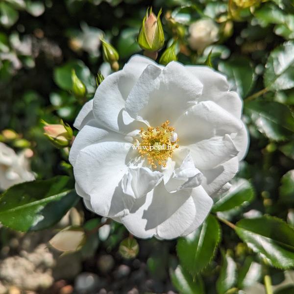 Rosa Innocencia (3)