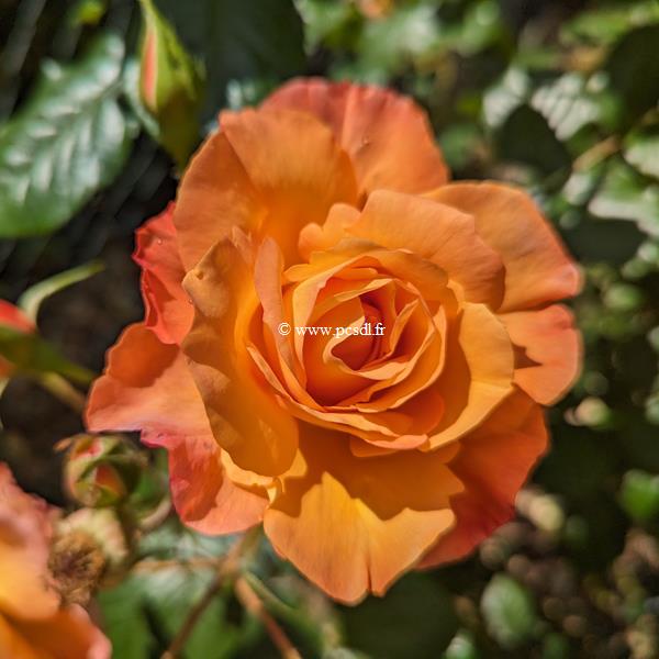 Rosa Westerland (2)
