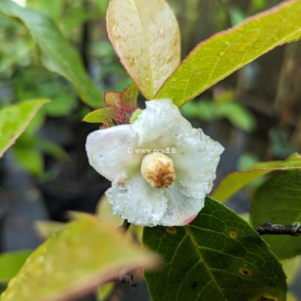 Stewartia pteropetiolata (2)