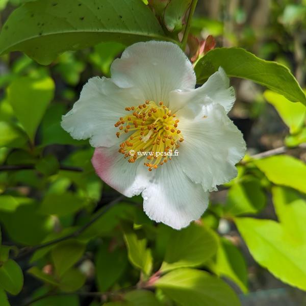 Stewartia rostrata (2)