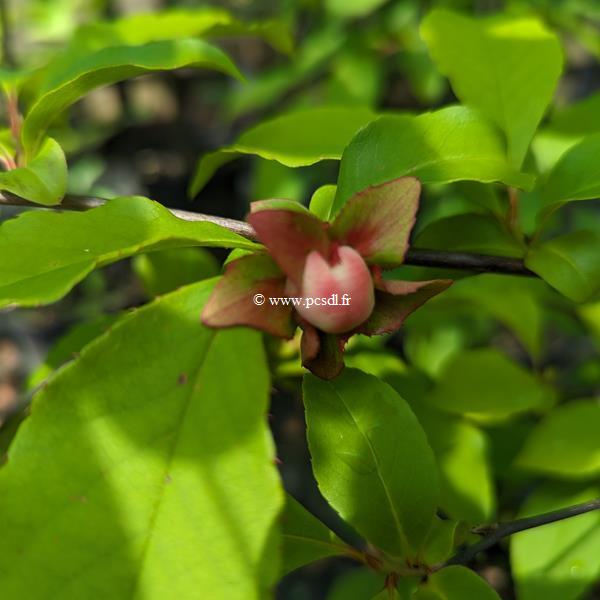 Stewartia rostrata (1)