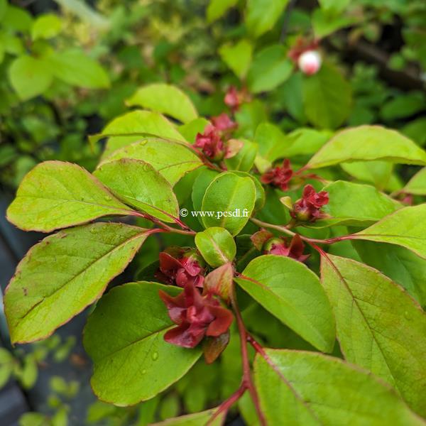 Stewartia rostrata (5)