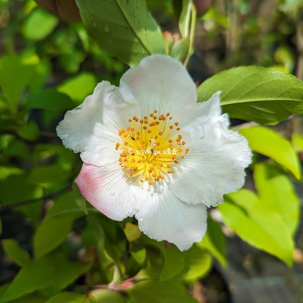 Stewartia rostrata (3)