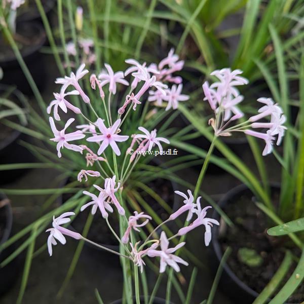 Tulbaghia violcaea Topazio (3)