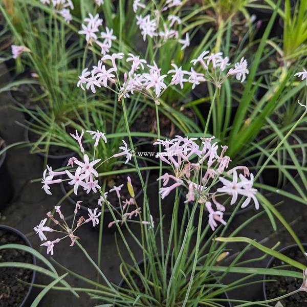 Tulbaghia violcaea Topazio (2)