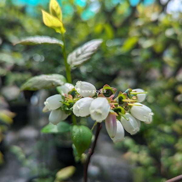 Vaccinium corymbosum (1)