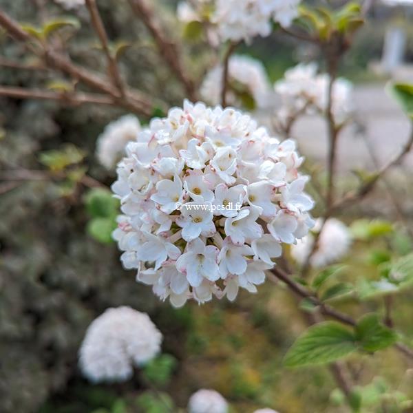 Viburnum carlesii Diana (1)