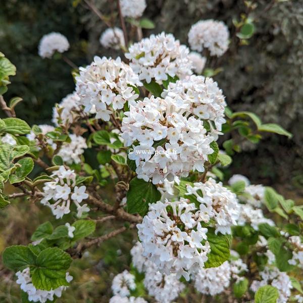 Viburnum carlesii Diana (2)
