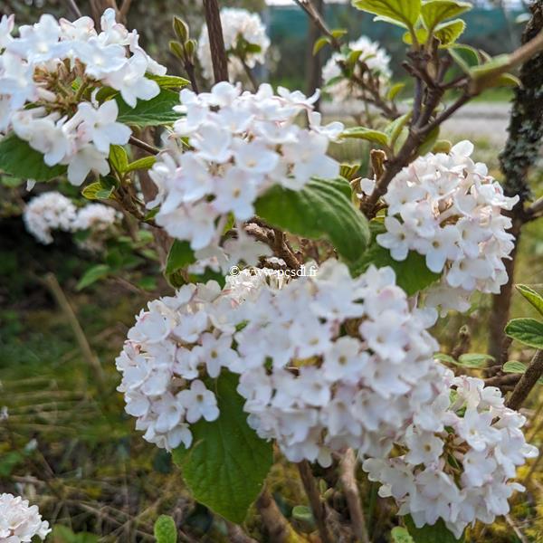 Viburnum carlesii Diana (3)