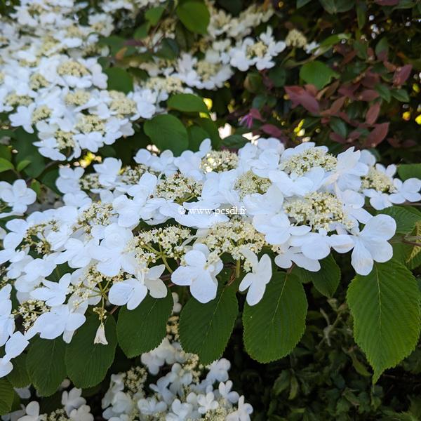 Viburnum plicatum Shasta (3)