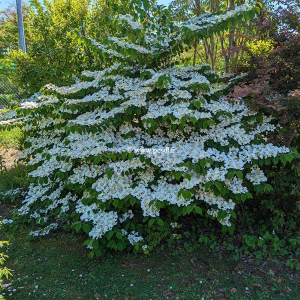 Viburnum plicatum Shasta (2)