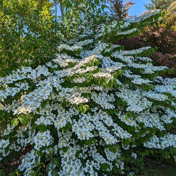 Viburnum plicatum Shasta (4)