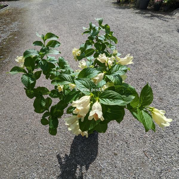 Weigela middendorffiana (3)